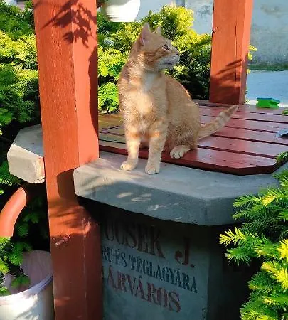 Aurora Haz